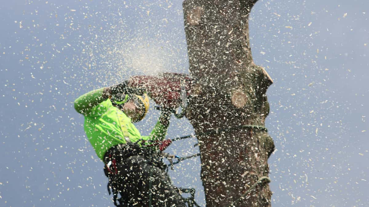 Osos tree service