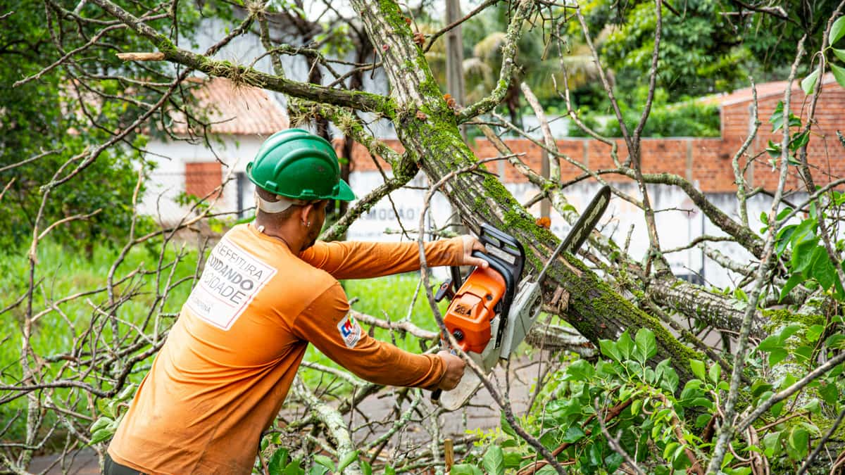 Osos tree service