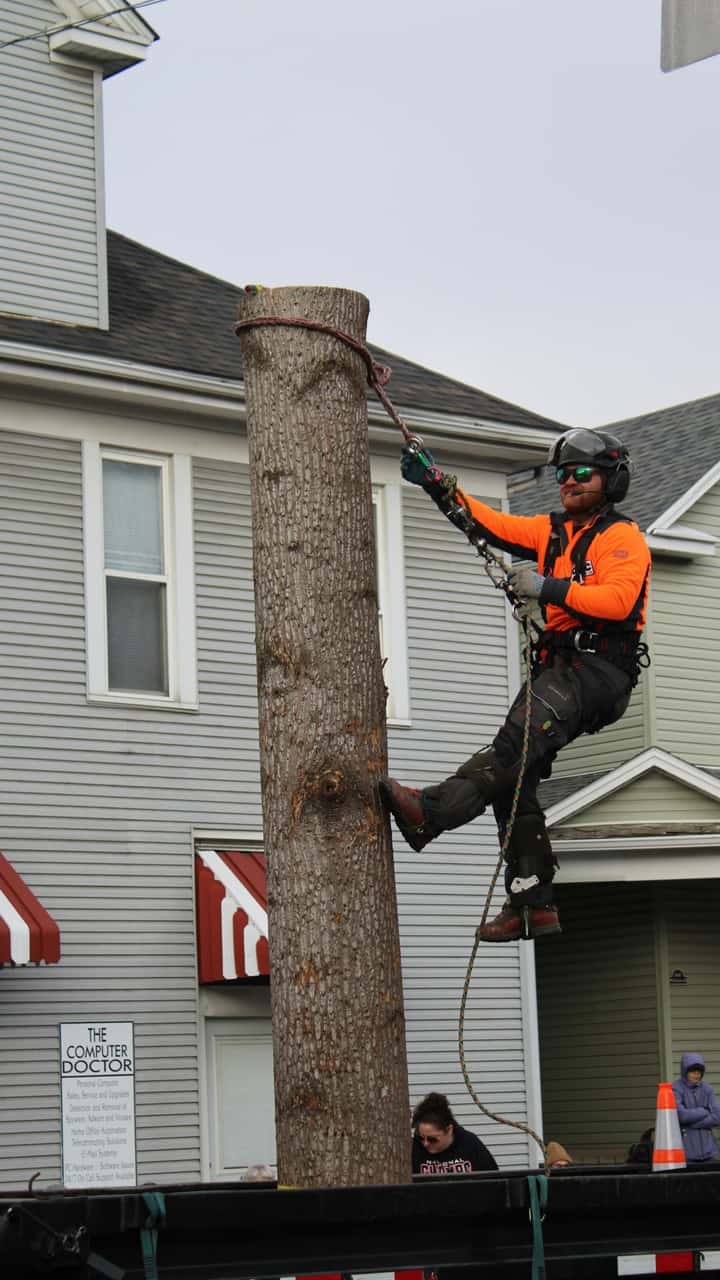 Osos tree service