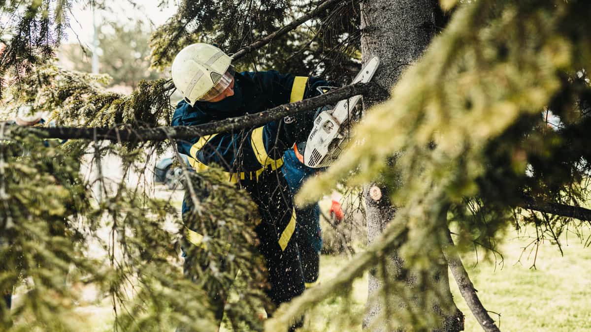 Osos tree service